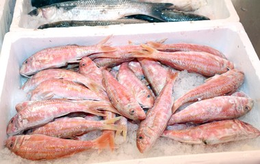 fresh fish on sale in fish market stall in Italy