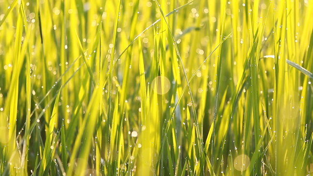 Close up of rice grass with dew in the morning