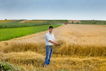 Wheat harvest