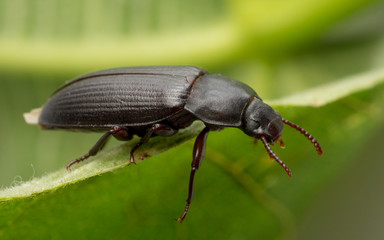 A macro of a Mealworm Beetle