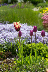 Tulpen im Garten