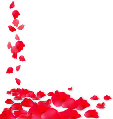 roses red background