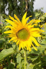 Sunflower in garden