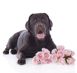 Labrador mit Rosenstrauss