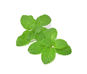 Mint leaves  with white background