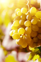 White grapes