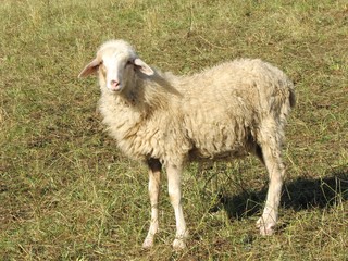 white sheep pasturing in autumn