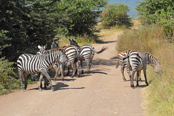 Fototapeta na wymiar Herd of common zebras along a road