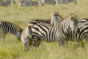 Fototapeta na wymiar Common zebras with a baby