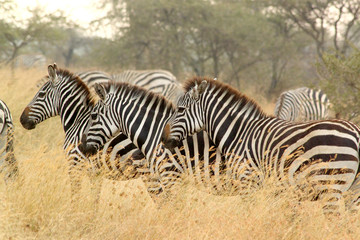 Fototapeta na wymiar Common zebras in savannah