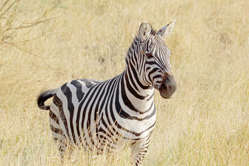 Common zebra standing in savannah