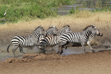 Fototapeta na wymiar Herd of common zebras near a water hole