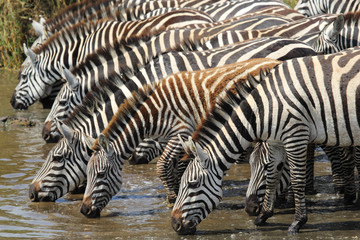 Fototapeta na wymiar Common zebras drinking in Serengeti