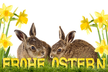 zwei Osterhasen