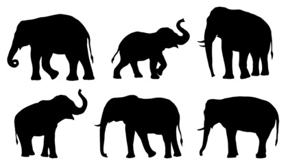 Fototapeta premium sylwetki słonia