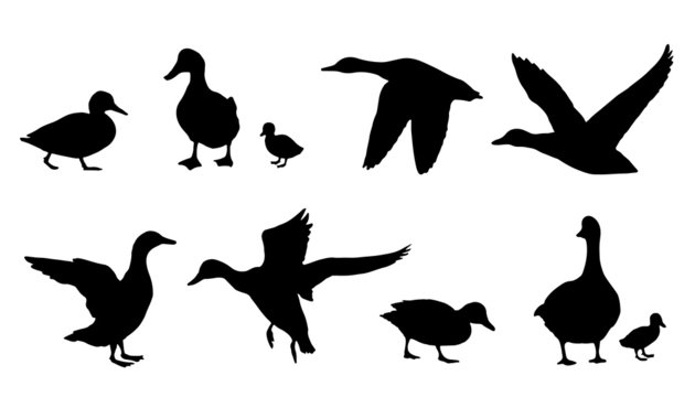 duck silhouettes