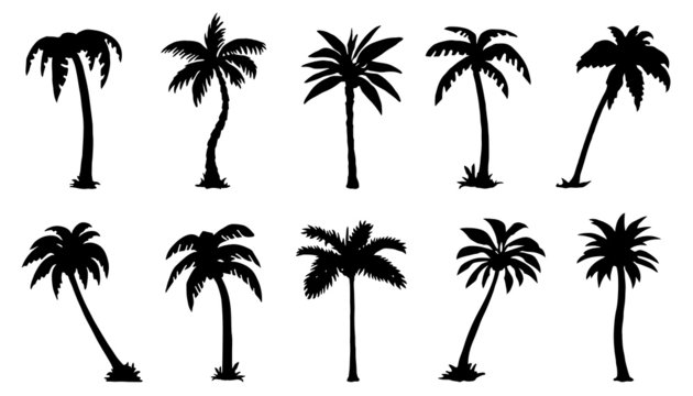 palm silhouttes