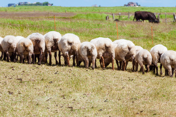 Flock of Sheep on on the Warft on Hallig Langeness