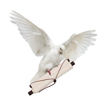 flying isolated white dove with light scroll