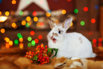 rabbit in the studio