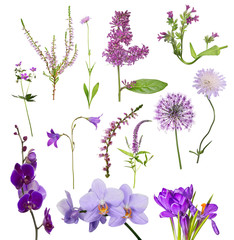 thirteen purple flowers on white