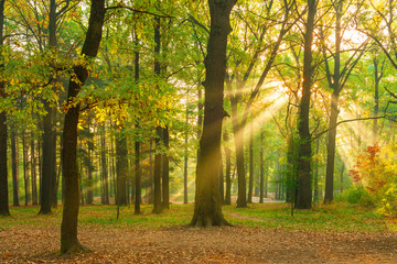 bright rays of the sun in the morning empty forest