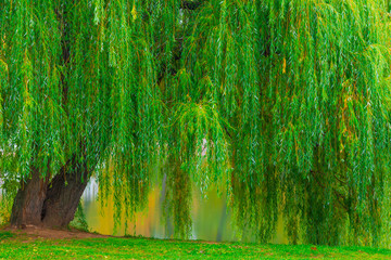 branchy green old willow hanging over the lake - obrazy, fototapety, plakaty