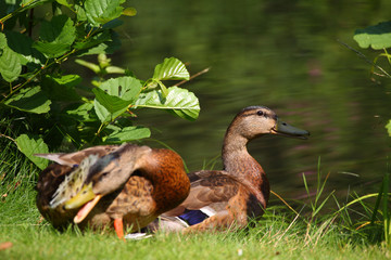 Zwei Enten