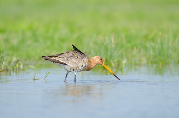Black-tailed godwit (Limosa limosa) walking through water
