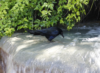 Black raven