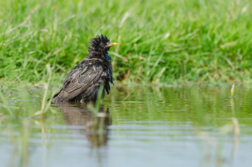 Common starling (Sturnus vulgaris) bathing in pool