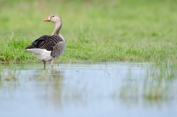 Greylag goose (Anser anser) on alert