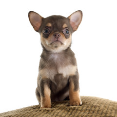 Obraz premium puppy chihuahua