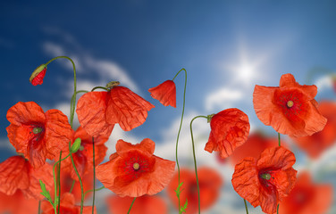 groop of red poppy flowers at sky background