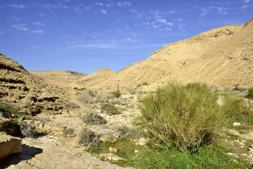 Nahal Zafit at winter, Negev desert.