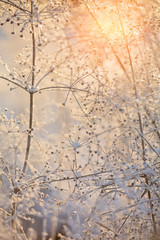 red sun in dried frozen plants