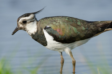 Northern lapwing (Vanellus vanellus) walking through water