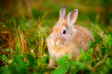 rabbit