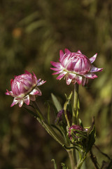 Paper Flowers Of Phu Tabberk Phetchabun Thailand.