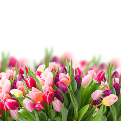 pink and violet tulips