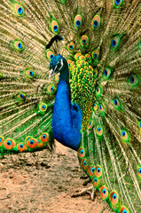 Obraz premium Portrait of beautiful peacock with feathers out