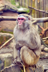 pensive monkey. A japanese macaque is looking thoughtful, sittin