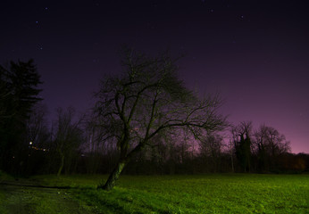 tree in the starry night © marco