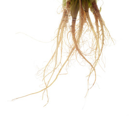 Coriander root , Parsley root , herb, spicy ingredient