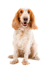 Russian Spaniel