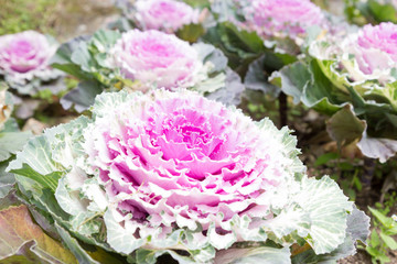Purple decorative cabbage