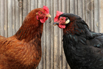 colorful chickens on poultry yard