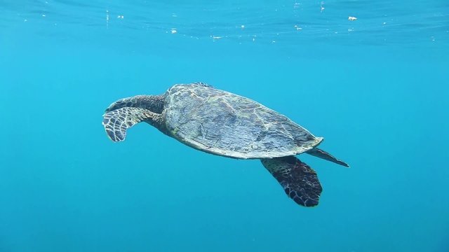 Junge Schildkröte schwimmt im Meer