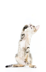 playful toyger kitten stand up show hand isolated