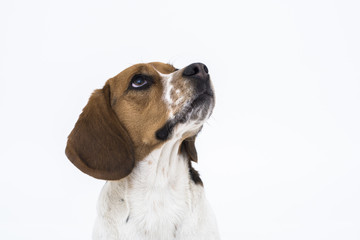 beagle dog looking up isolated on white